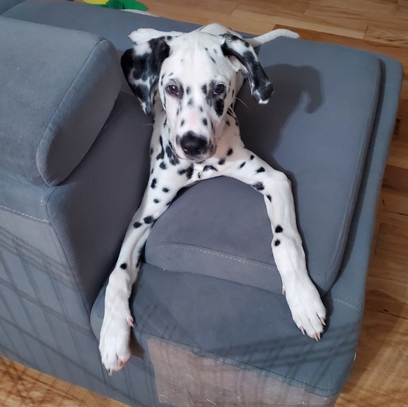 Meet Max! - Picture 7 of 14